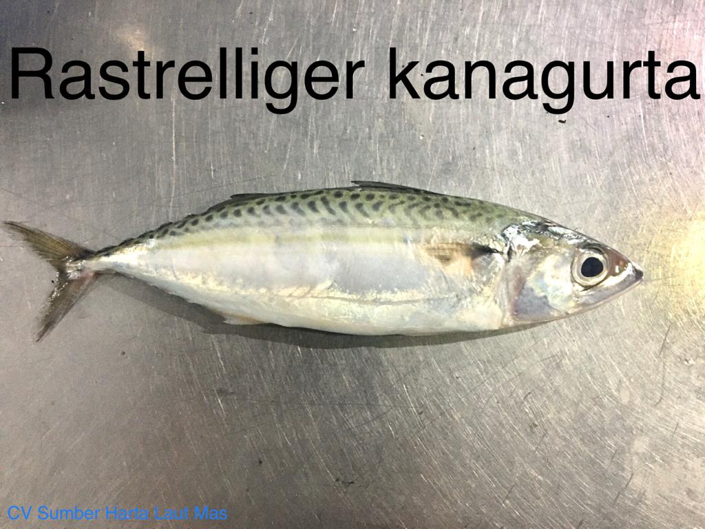 Indian mackerel